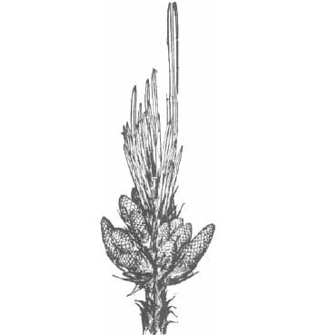 Pinus male cone