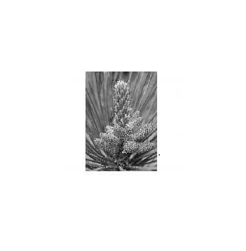 Pinus male cone