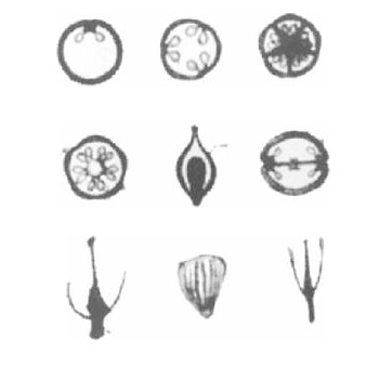 Placentation types—Set of 6