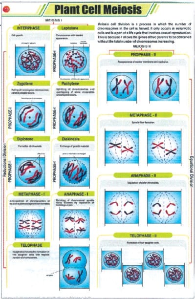 Plant Cell Meiosis