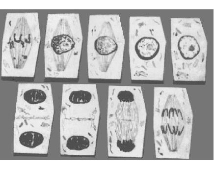 Mitosis cell division set of 10 Models