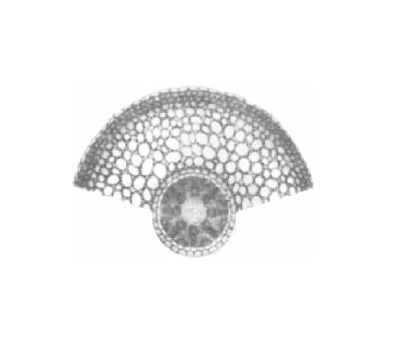 Monocot root TS