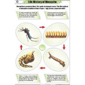 Life History of Mosquito