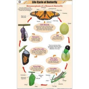 Life Cycle of Butterfly