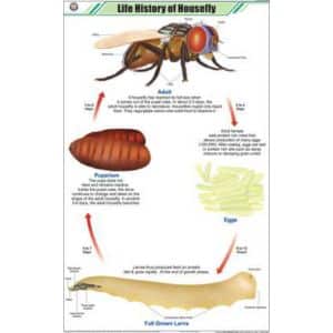 Life History of Housefly