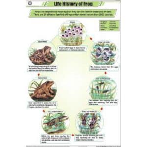 Life History of Frog