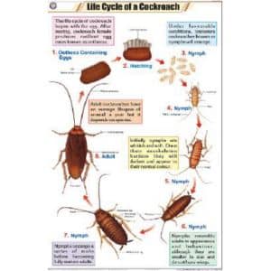 Life Cycle of a Cockroach