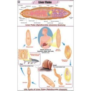 Liver Fluke