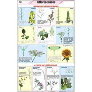 Inflorescences