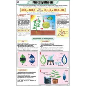 Photosynthesis