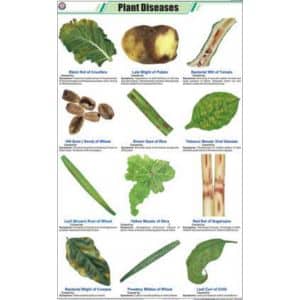 Plant Diseases