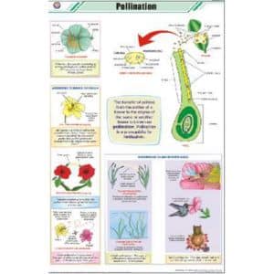 Pollination