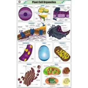 Plant Cell Organelles