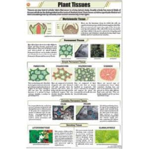 Plant Tissues