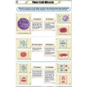 Plant Cell Mitosis