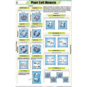 Plant Cell Meiosis