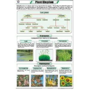 Plant Kingdom