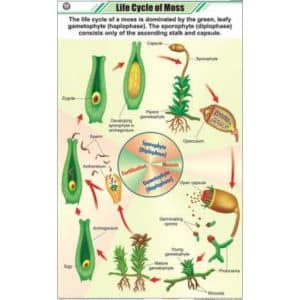 Life Cycle of Moss