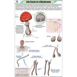 Life Cycle of a Mushroom
