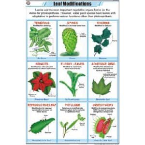 Leaf Modifications