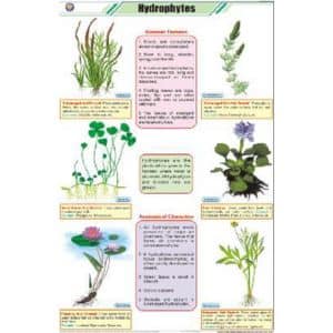 Hydrophytes