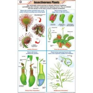 Insectivorous Plants